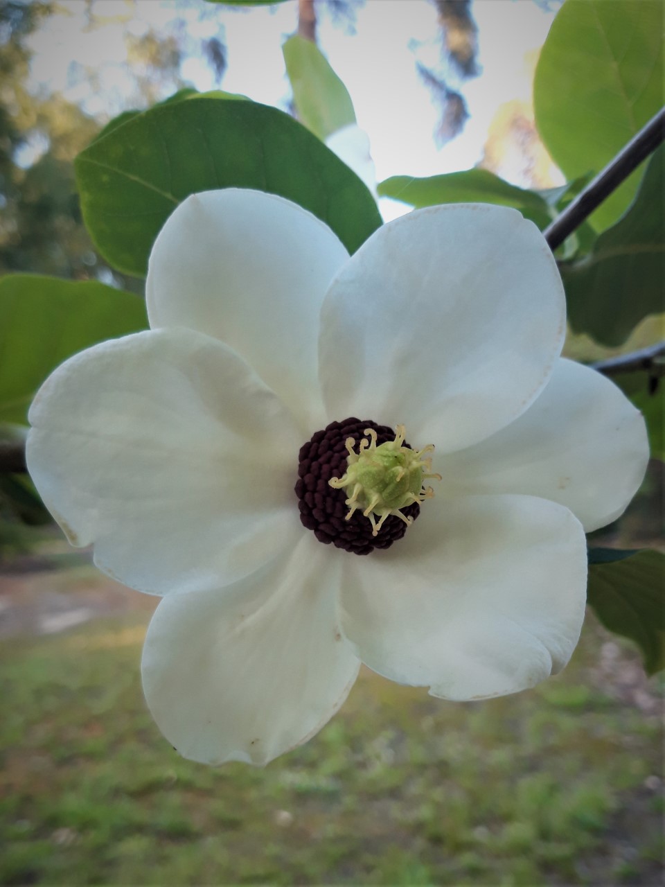 M. sieboldii